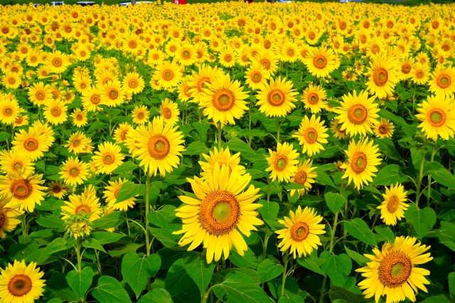 a field of himawari