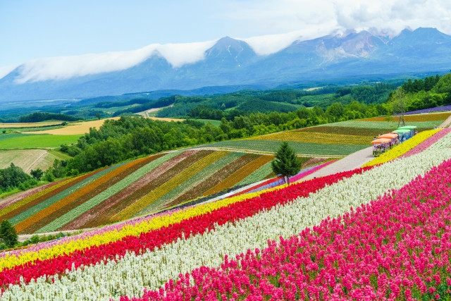 mùa hè Nhật Bản