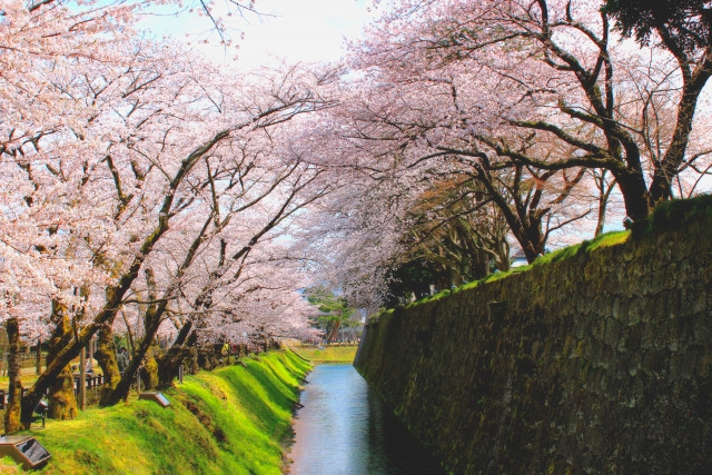 El sakura del parque del castillo de Kanazawa en plena floración sobre un arroyo