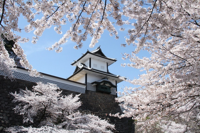 Brillante fotografía del castillo de Kanazawa y el marco de los cerezos en flor.