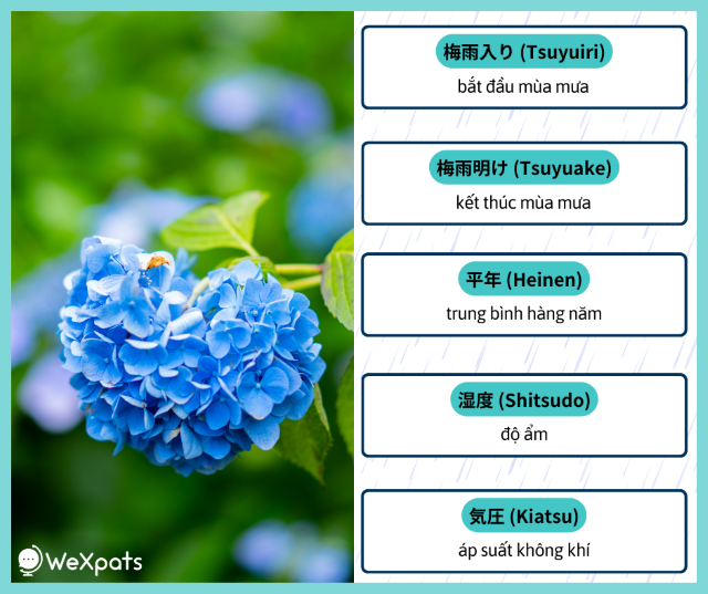 Tsuyu - Mùa mưa ở Nhật Bản