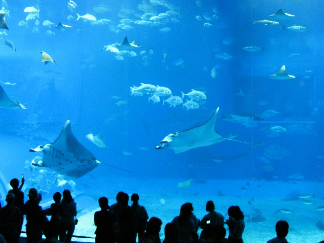 Tsuyu - Mùa mưa ở Nhật Bản