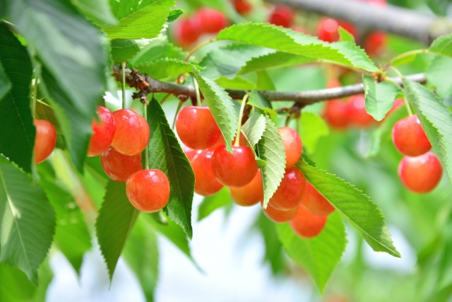 Tsuyu - Mùa mưa ở Nhật Bản