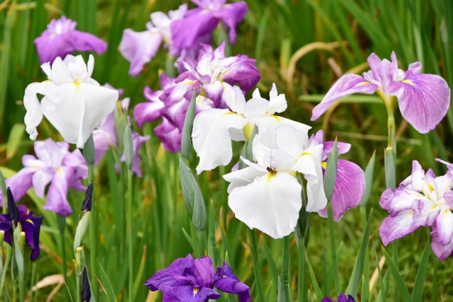 Tsuyu - Mùa mưa ở Nhật Bản