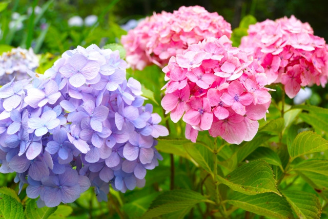 Tsuyu - Mùa mưa ở Nhật Bản