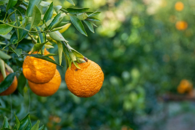 Imágenes de edificios históricos en las regiones de Chugoku, Shikoku y Kyushu