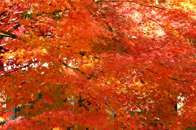 mùa thu Nhật Bản