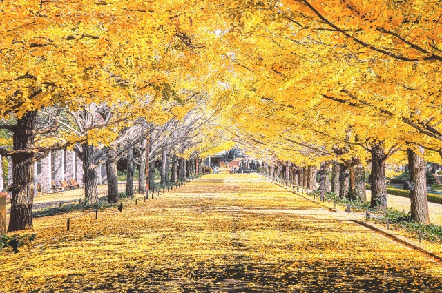 mùa thu Nhật Bản