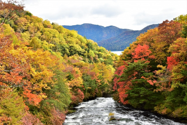 mùa thu Nhật Bản