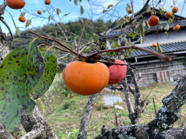 mùa thu Nhật Bản