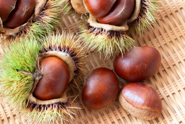 mùa thu Nhật Bản