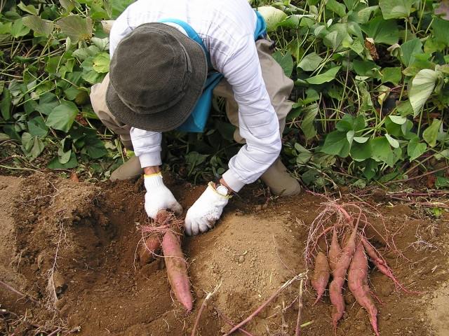 Imágenes de vegetales