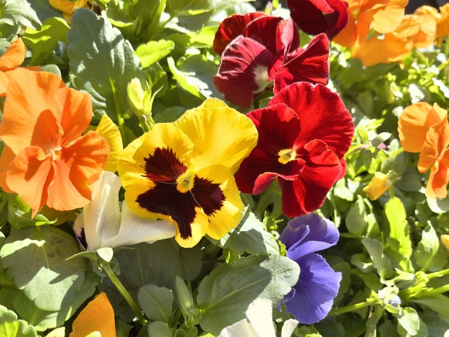 Imágenes de flores vistas en otoño en Japón