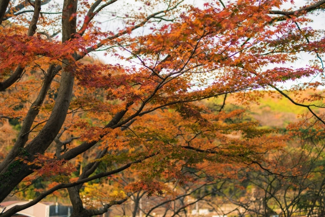 Imágenes de los eventos y acontecimientos del otoño en Japón