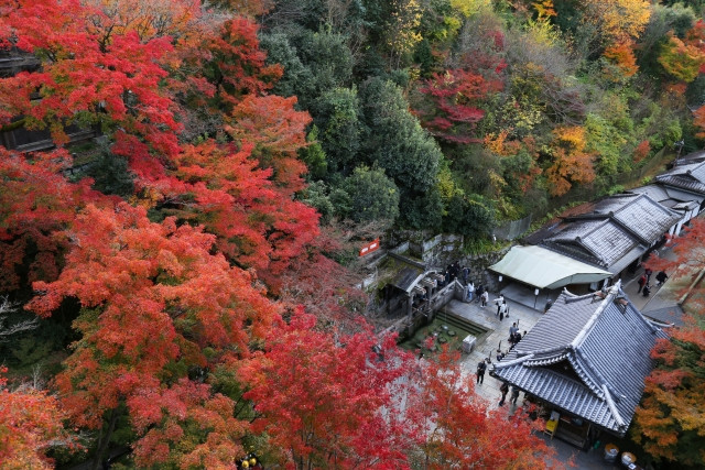 Imágenes de hojas de otoño, lugares donde se puede sentir el otoño en Japón.