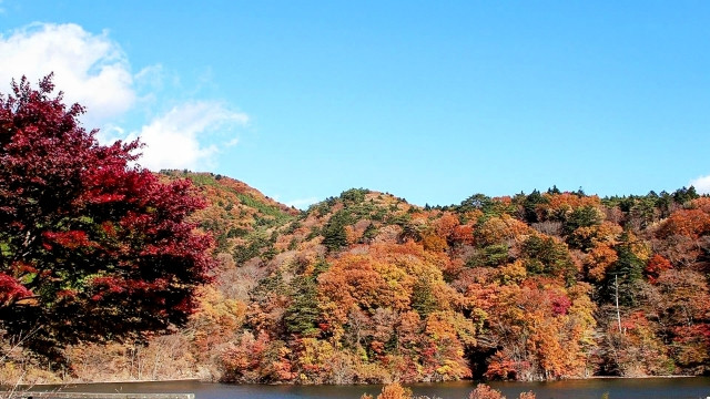 hoa mùa thu Nhật Bản