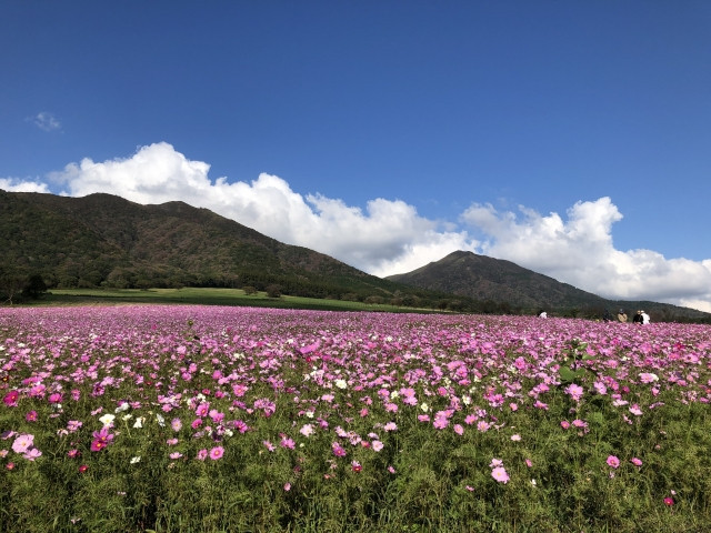 hoa mùa thu Nhật Bản