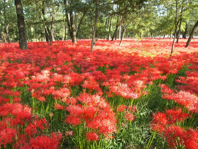 hoa mùa thu Nhật Bản