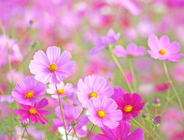 hoa mùa thu Nhật Bản