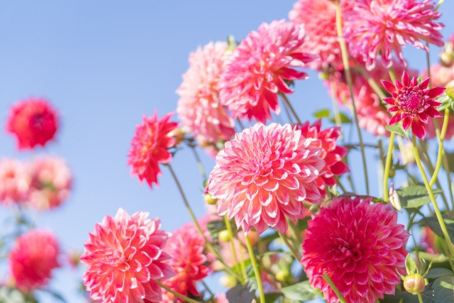 hoa mùa thu Nhật Bản