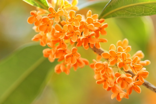 hoa mùa thu Nhật Bản