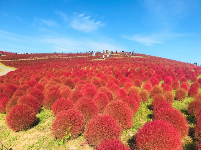 hoa mùa thu Nhật Bản