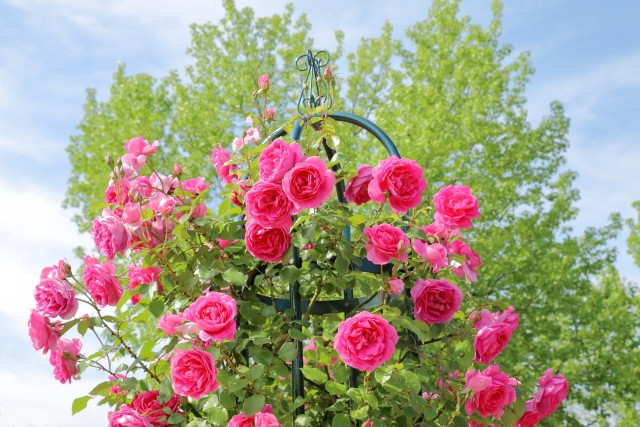 hoa mùa thu Nhật Bản