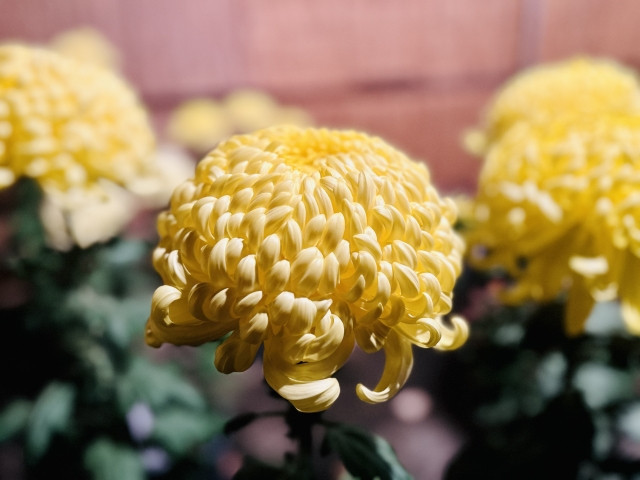 hoa mùa thu Nhật Bản