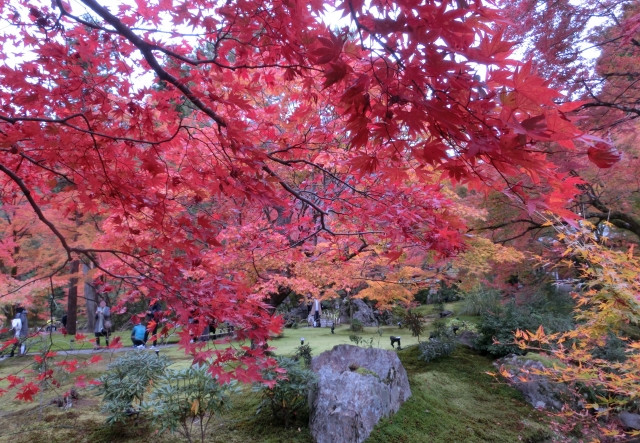 lá đỏ Nhật Bản