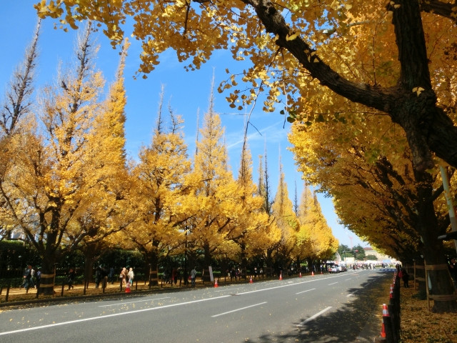 lá đỏ Nhật Bản