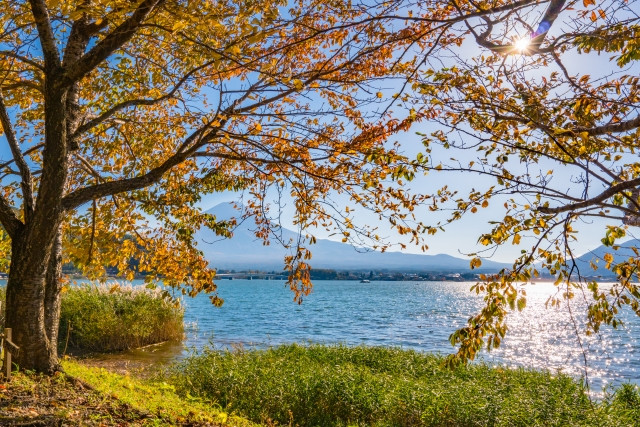 lá đỏ Nhật Bản