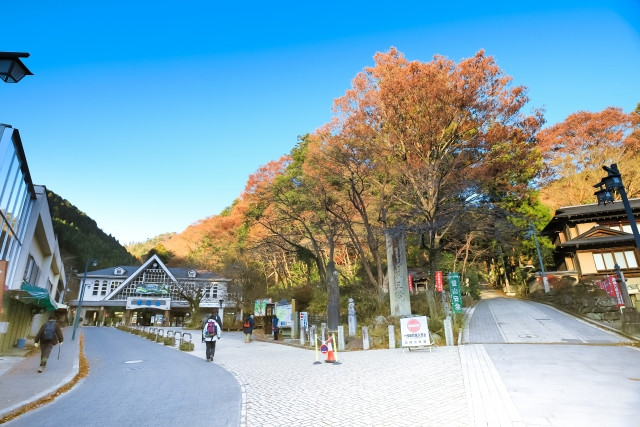 lá đỏ Nhật Bản