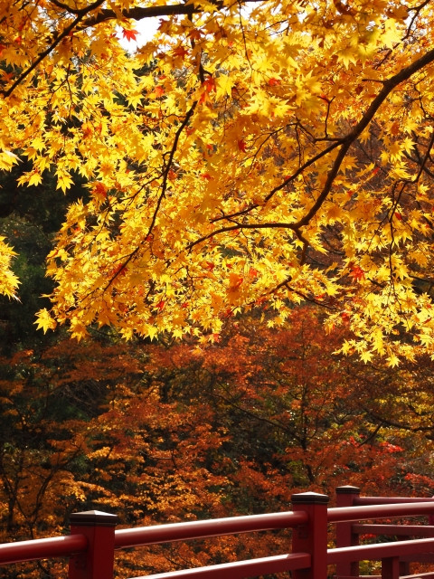 lá đỏ Nhật Bản