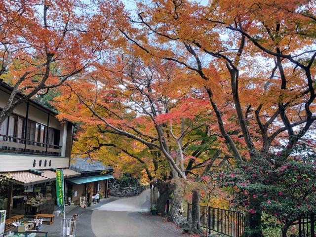 lá đỏ Nhật Bản