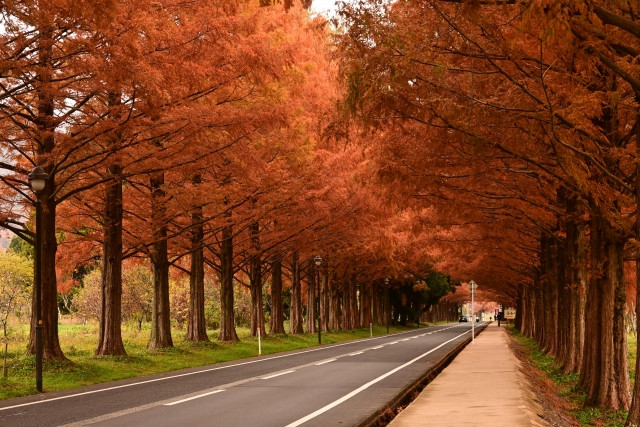 lá đỏ Nhật Bản