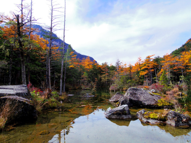 lá đỏ Nhật Bản