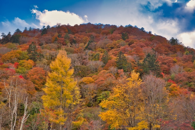 lá đỏ Nhật Bản