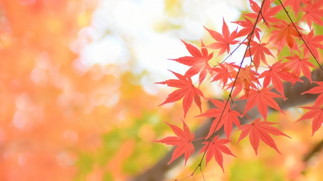 Imagen de una lista de palabras estacionales que se pueden utilizar durante todo el otoño.