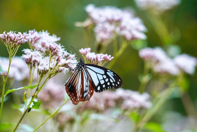 Imágenes de mariposa otoño