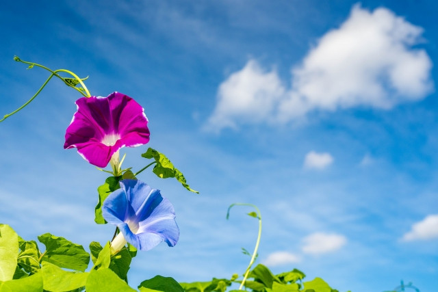 Imágenes de gloria de la mañana