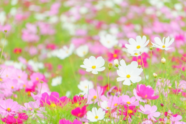 Imagen de una lista de palabras estacionales que se pueden utilizar durante el mediados de otoño.