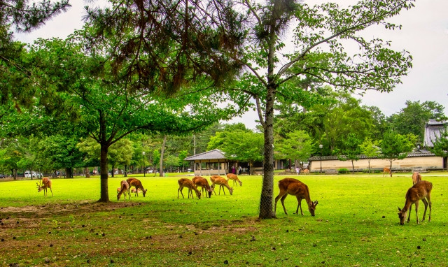 Imágenes de parque nara