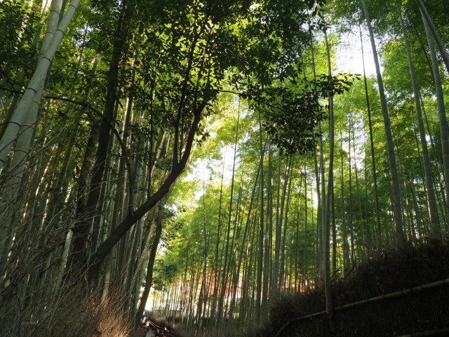 Imágenes de arashiyama