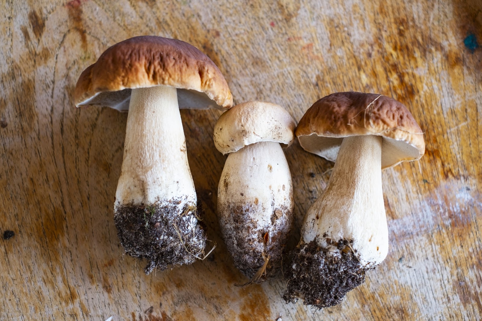 Bánh Kinoko no Yama có hình nấm như thế này 