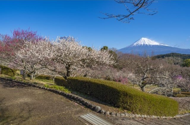 Blooming plum trees with Mt. Fuji backdrop