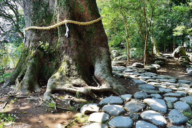 Ancient sacred tree in Mishima Taisha