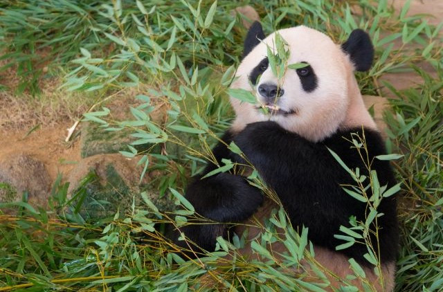 Ueno Zoo Giant Panda enjoying bamboo