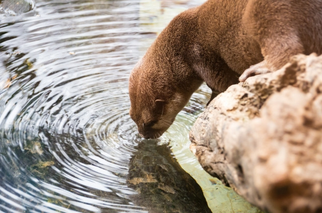 Ueno Zoo otter drinking from a pond