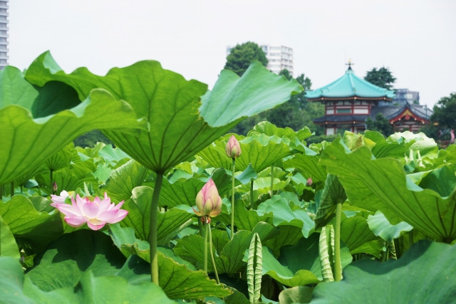 Blooming lotus pond with benten-do in the corner