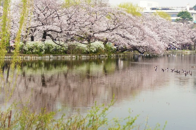 River with sakura trees in full bloom